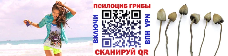 shop формула  Шарыпово  Псилоцибиновые грибы Psilocybe 